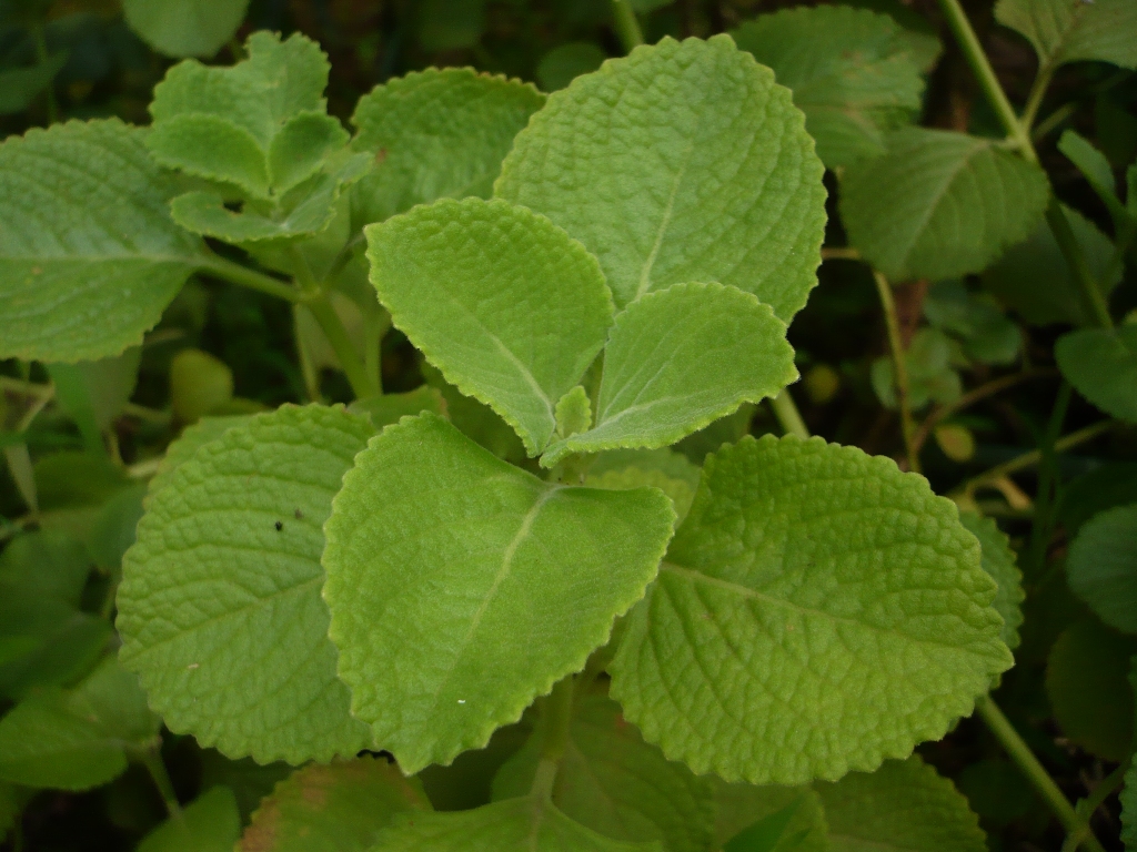 photo mexican oregano photo